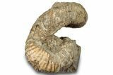 Fossil Heteromorph (Nostoceras) Ammonite - Madagascar #302671-1